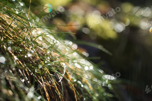 Preview: Outdoor scene of a field of lush green grass with shining sun rays illuminating water droplets