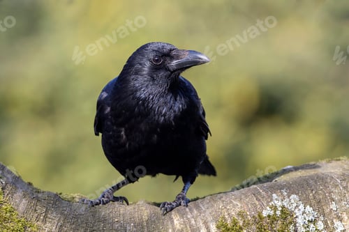 Preview: Carrion Crow Close-up