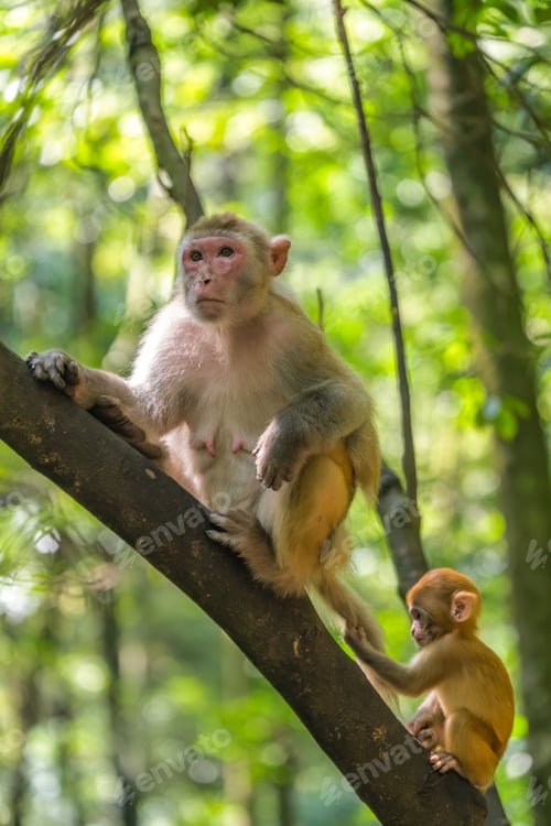 Preview: Wild monkey family climbing trees in China