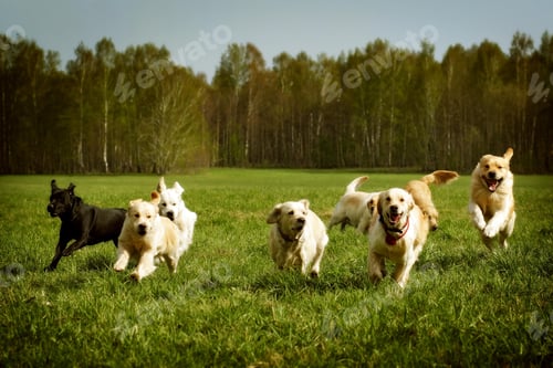 Preview: golden retriever, dog, pet, retriever