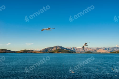 Preview: Seagulls flying above Ionian sea