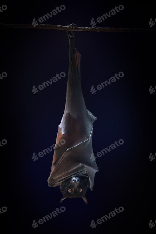 Preview: Large Flying Fox (Pteropus vampyrus) hanging upside down