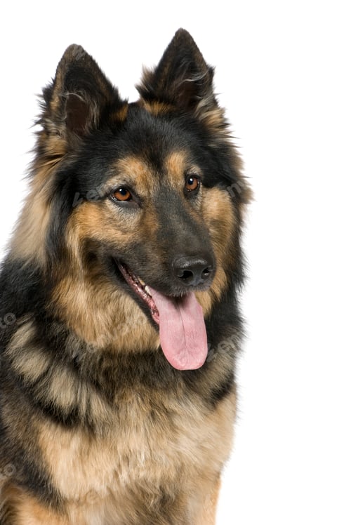 Preview: German shepherd (3 years)