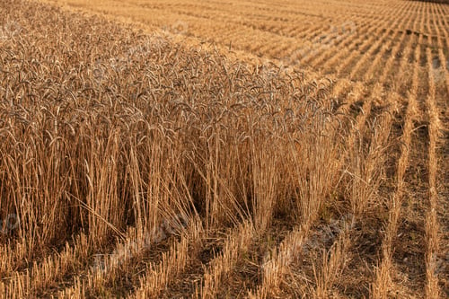 Preview: Close up of ripe wheat ears. Beautiful backdrop of ripening ears of golden field.