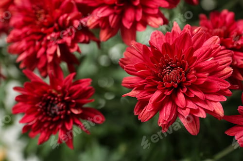 Preview: Beautiful red chrysanthemum flowers with leaves, closeup