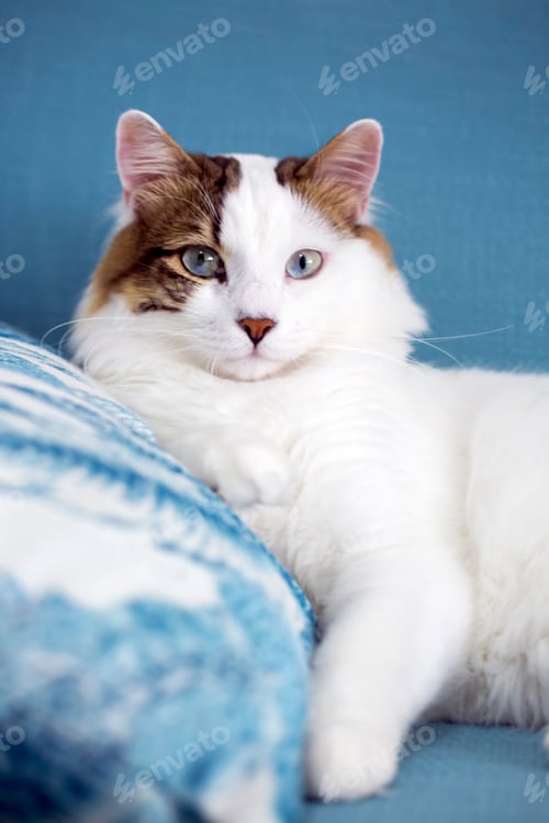 Preview: Pet animal; cute cat indoor. House cat.