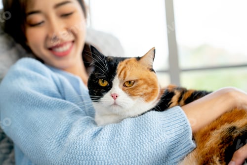 Preview: Close up multicolor lovely cat lie on owner woman chest at sofa in living room