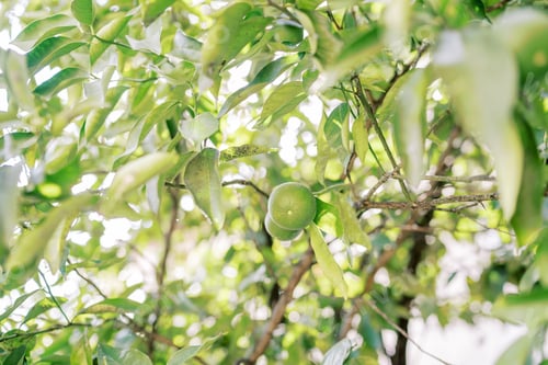 Preview: Green lime growing on tree branches among foliage