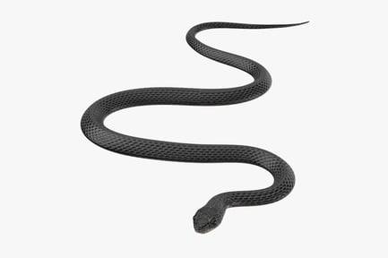 Preview: Coiled Black Snake