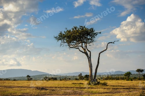 Vorschau: Wunderschöne Landschaft mit Akazienbaum in der afrikanischen Savanne