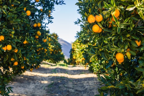 Preview: Orange grove