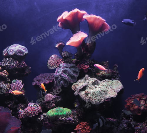 Preview: Colorful sea life underwater, shallow underwater seascape
