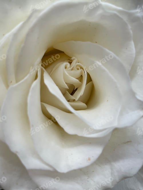Preview: White rose