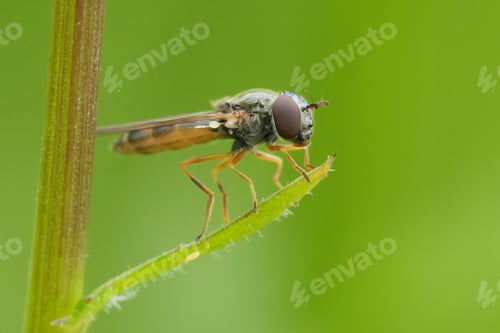 Preview: Closeup on a European Variable duskyface fly, Melanostoma mellinum, sitting in the vegetation