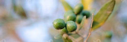 Preview: Green olive fruits ripening on a tree