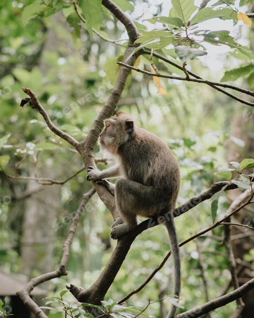 Preview: Monkeys in Ubud Monkey Forest, Bali