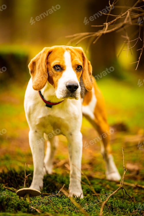 Preview: The beagle dog standing in autumn forest. Portrait with shallow background