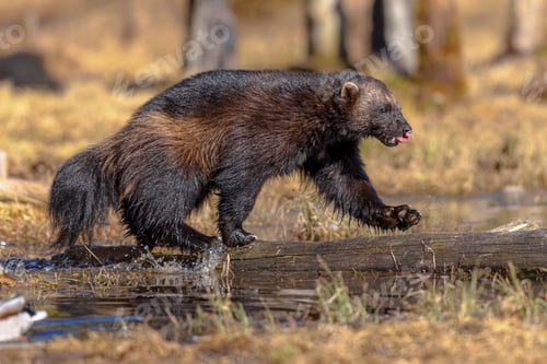 Preview: Wolverine walking on stem in nature of Finland