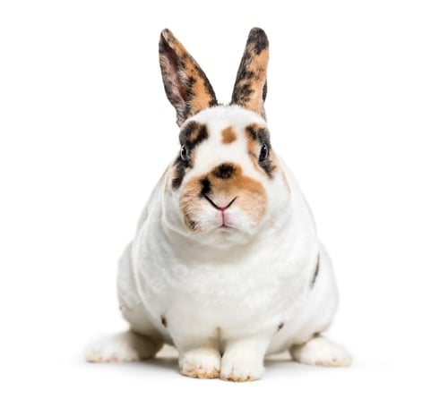 Preview: Rex Dalmatian Rabbit, sitting against white background