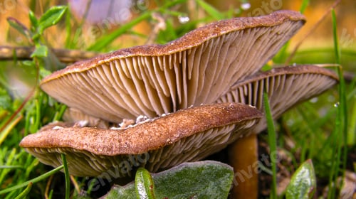 Preview: Wild Mushroom, Sierra de Guadarrama National Park, Spain