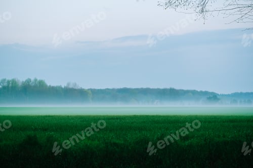 Preview: Landscape at sunset wheat field with fog