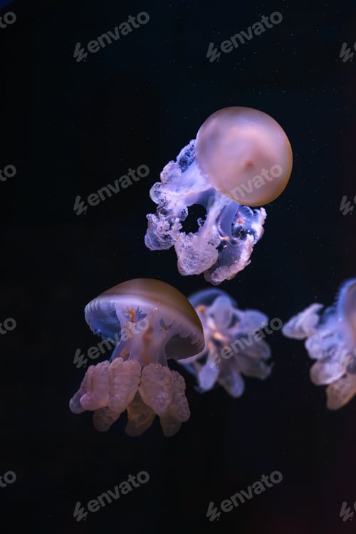 Preview: Marble Jellyfish, Lychnorhiza Lucerna Or Fried Egg Jellyfish Swim In Blue Aquarium Water