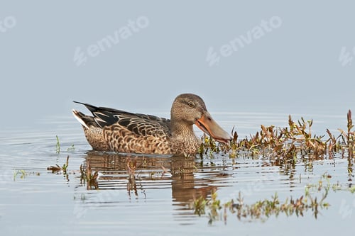 Preview: Northern shoveler (Anas clypeata)