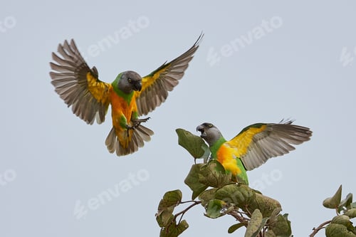 Preview: Senegal parrot (Poicephalus senegalus)