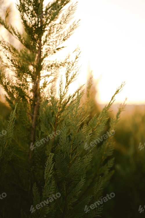 Preview: Douglas fir tree christmas tree branches in sun light sunset golden hour nature outdoor forest pine