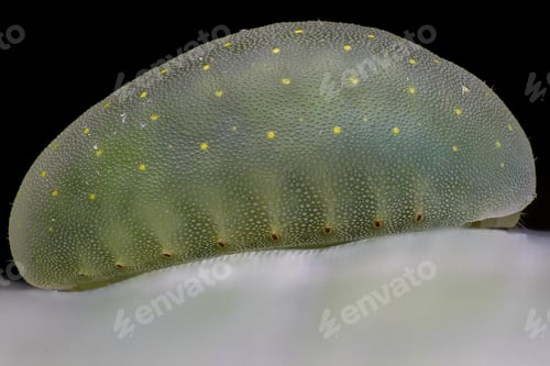 Preview: Caterpillar