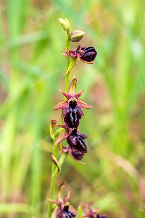 Vista previa: Wild orchid; Close up photo of Ophrys incubacea