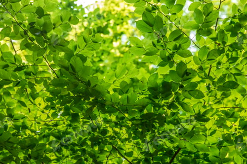 Preview: Green leaves background in sunny day
