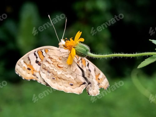 Preview: Butterfly