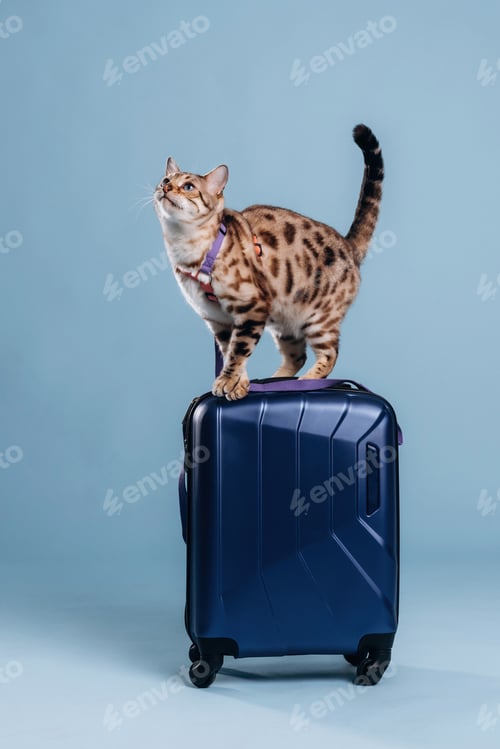 Preview: On top of suitcase. Beautiful Bengal cat against a light blue background