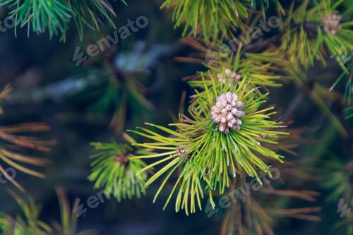 Preview: Selective focus of the growing conifer cone on the evergreen tree in the woods
