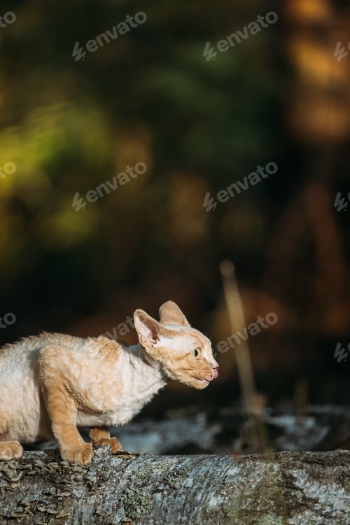 Preview: Cute Funny Curious Playful Beautiful Devon Rex Cat sitting on tree trunk in forest, garden. Obedient