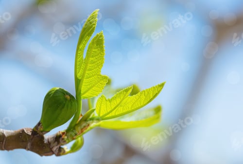 Preview: Fig tree sprouts and green figs in spring sunny weather