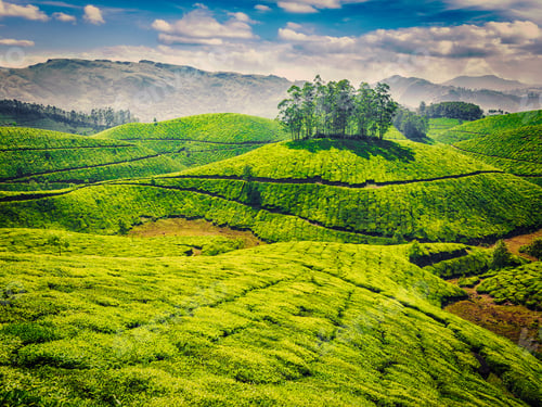 Preview: Green tea plantations in India