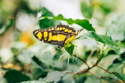 Preview: Malachite or Siproeta stelenes is a neotropical butterfly, family Nymphalidae