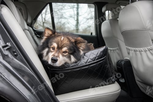 Preview: Portrait of Finnish Lapphund dog lying down in car seat