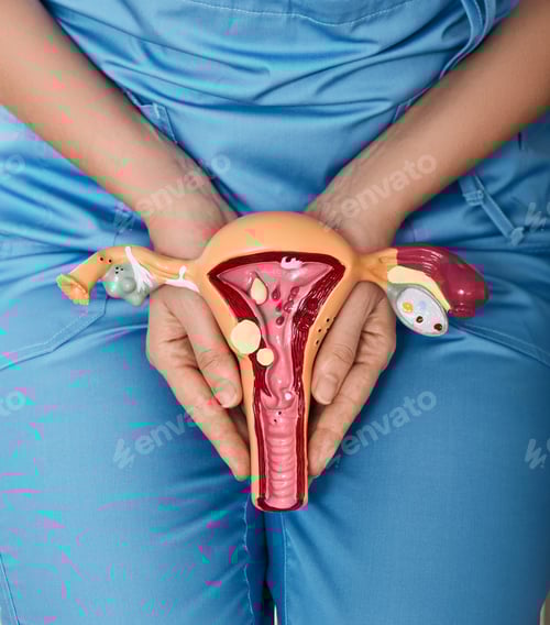 Preview: Health Professional Holding Anatomical Model of Uterus