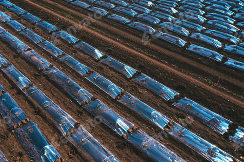 Preview: Aerial shot of plastic sheeting tunnel hothouse equipment on watermelon plantation from drone pov