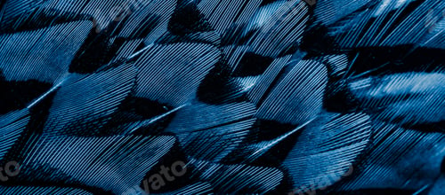 Preview: blue feathers with an interesting pattern. background