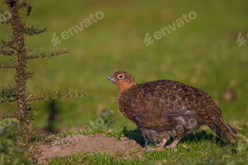 Preview: Red grouse (Lagopus lagopus scotica) in a field