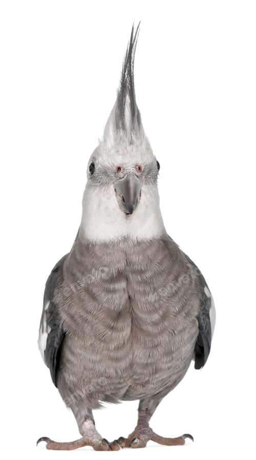 Preview: Male Cockatiel, Nymphicus hollandicus, in front of white background