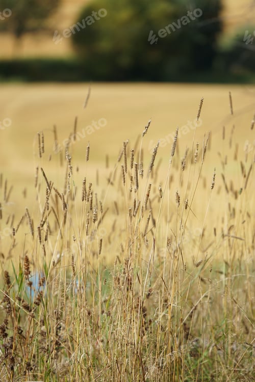 Preview: a small grassy field that has lots of tall grass growing out of it