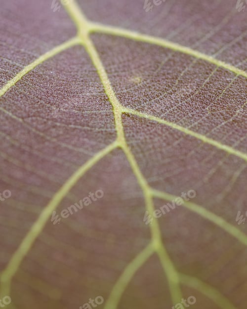 Preview: leaf