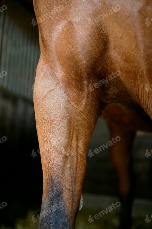 Preview: Closeup of a horse's sleek coat and strong muscles in a stable setting