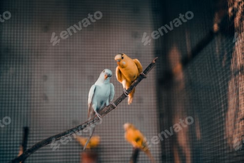 Preview: Parrots are sitting on a branch in a cage