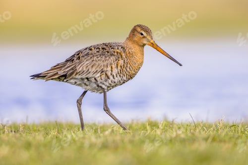 Preview: Black Tailed Godwit with Bright Background